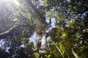 Explainer on Deforestation and Human Rights