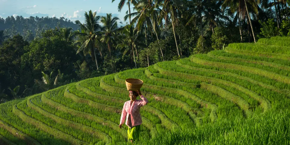 Indonesia’s Omnibus bill needs improved rights guarantees, MPs say