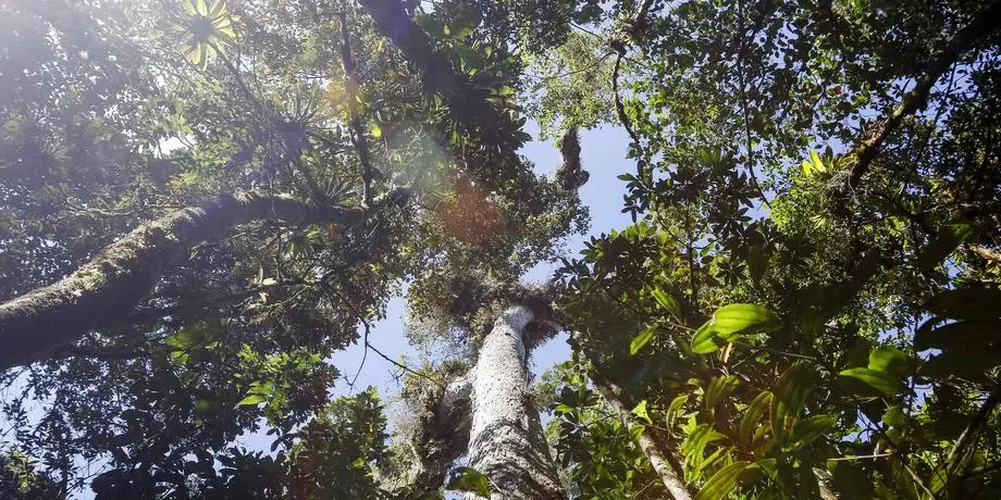 Explainer on Deforestation and Human Rights