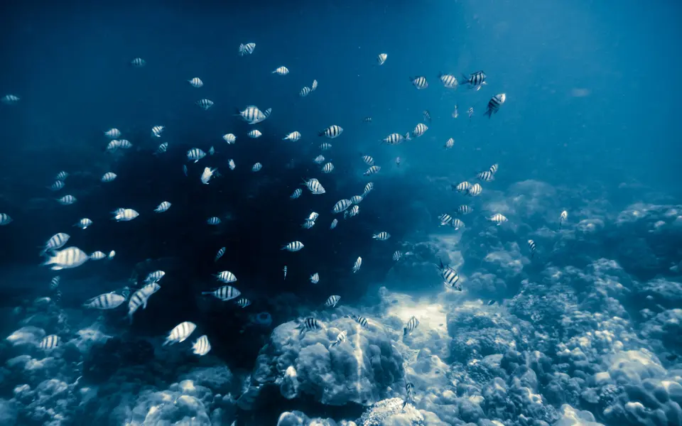 Deep Day 2026: Southeast Asian Lawmakers Call for a Moratorium on Deep-Sea Mining